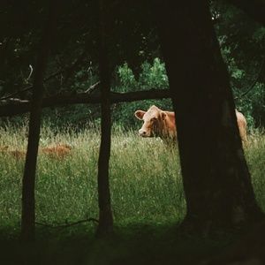 Meet your Posher, Abigail